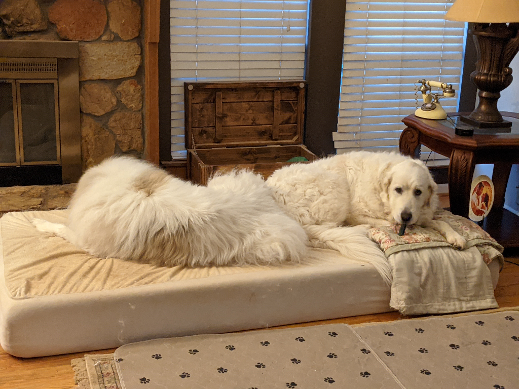 polar_bears