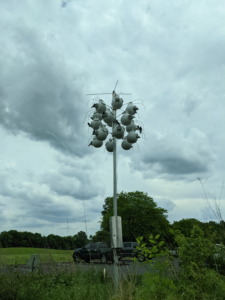 bird_nest