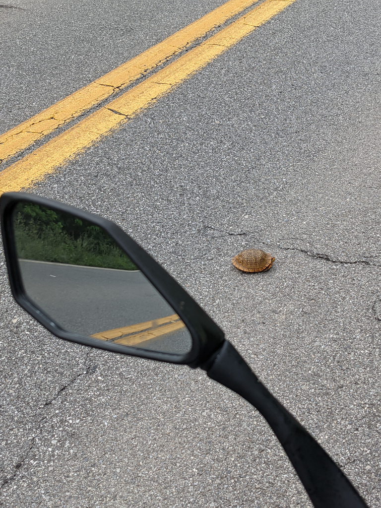 turtles