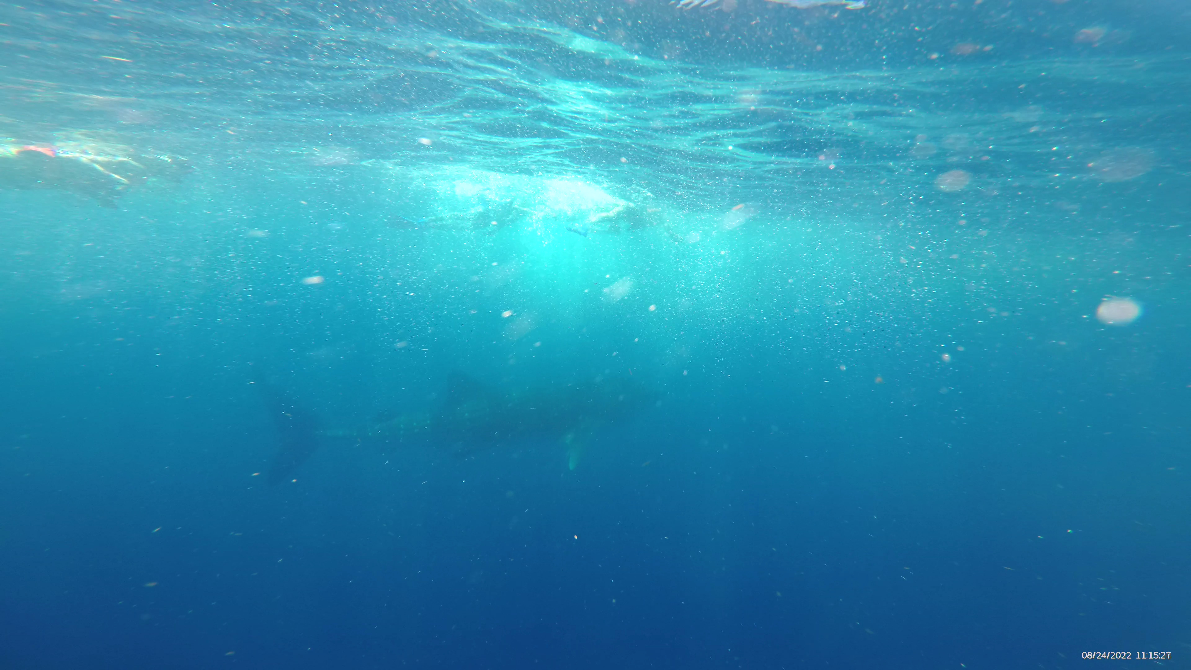 whale_shark